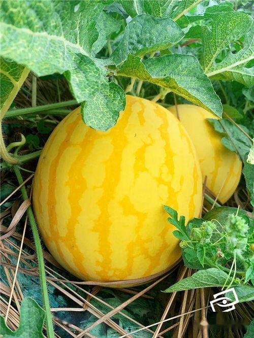 金美人吃瓜,揭秘娱乐圈幕后真相